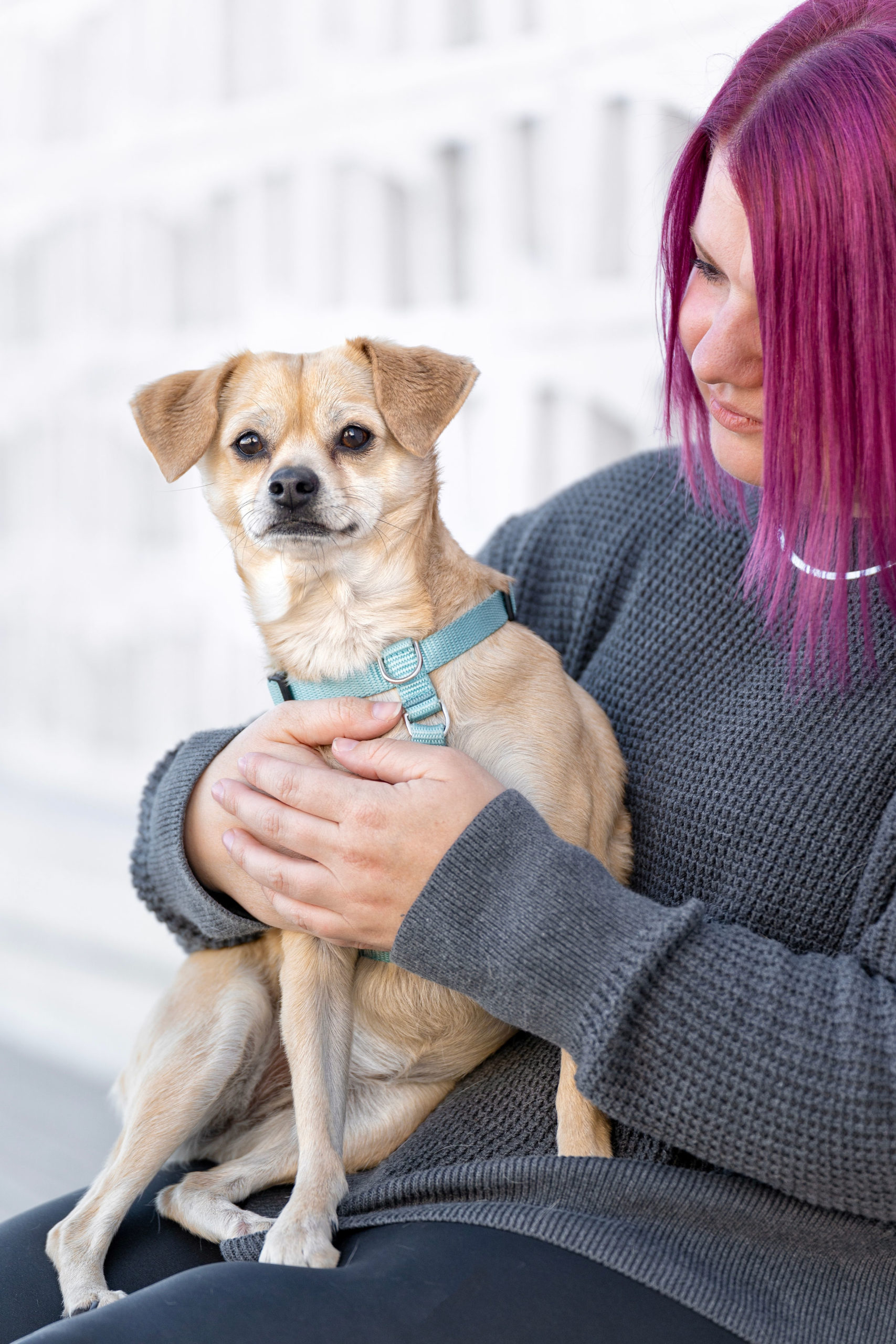 Sunny and Sherrie A small tan Chihuahua mix dog sits on a woman's lap.