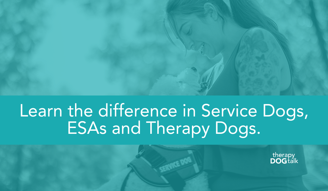 Learn the difference in Service Dogs ESAs and Therapy Dogs