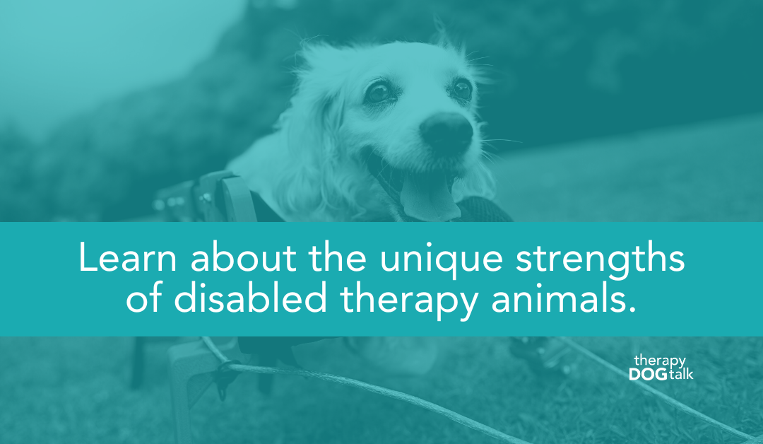Learn about the unique strengths of disabled therapy animals.